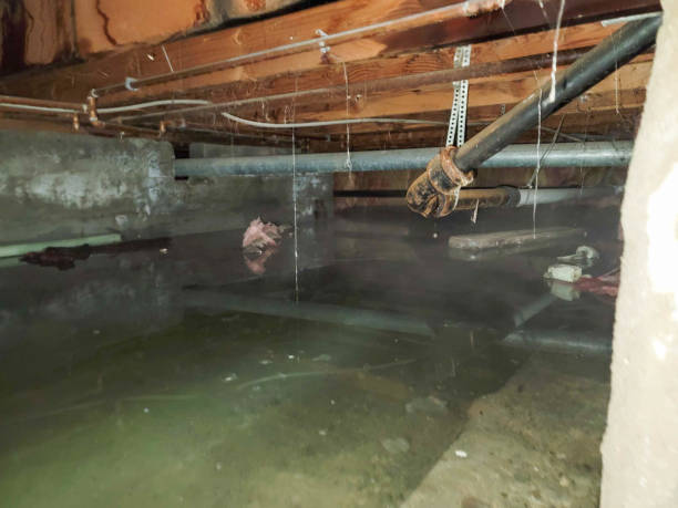 Best Basement water damage restoration  in Toluca, IL