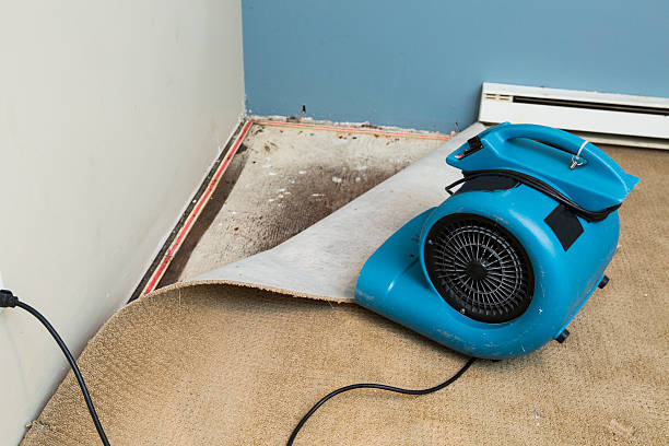 Best Flooded house restoration  in Toluca, IL